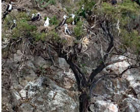 Nesting Frigatebirds (Photo: Vazie Williams)