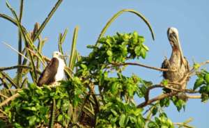 Frigatebird and Pelican roosting. Photo: J. Coffey
