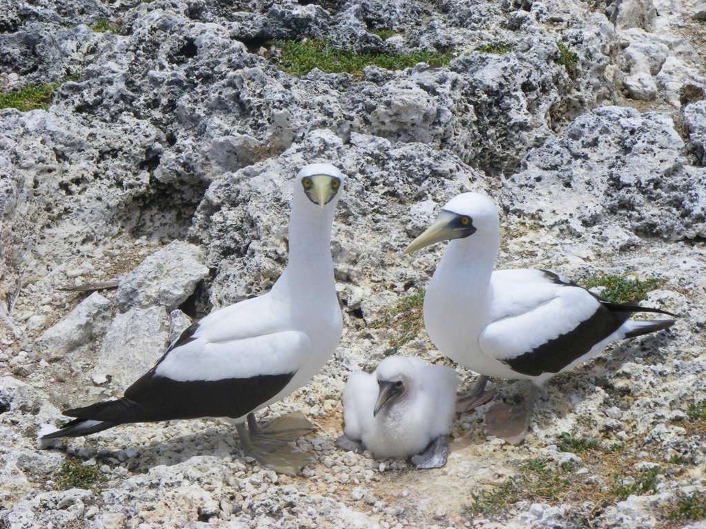 Protect Seabirds in the Caribbean