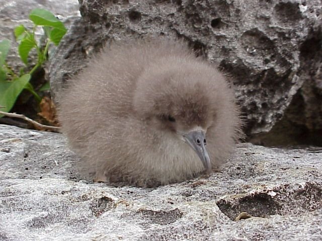 Protect Seabirds in the Caribbean
