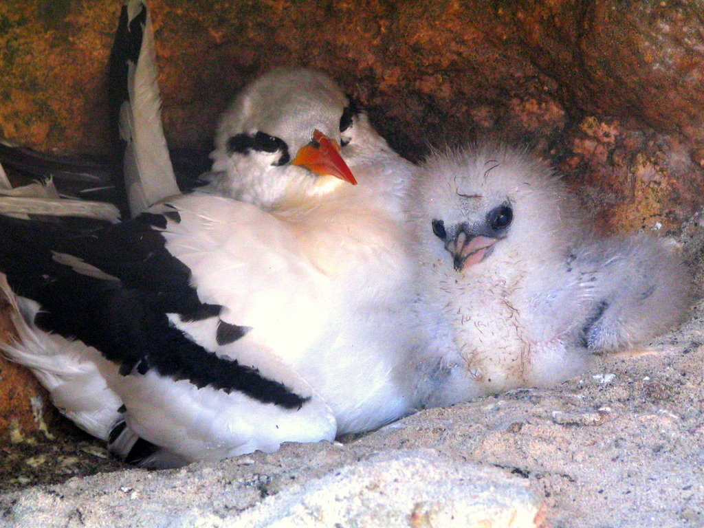 Tropicbird parent with chick at nest