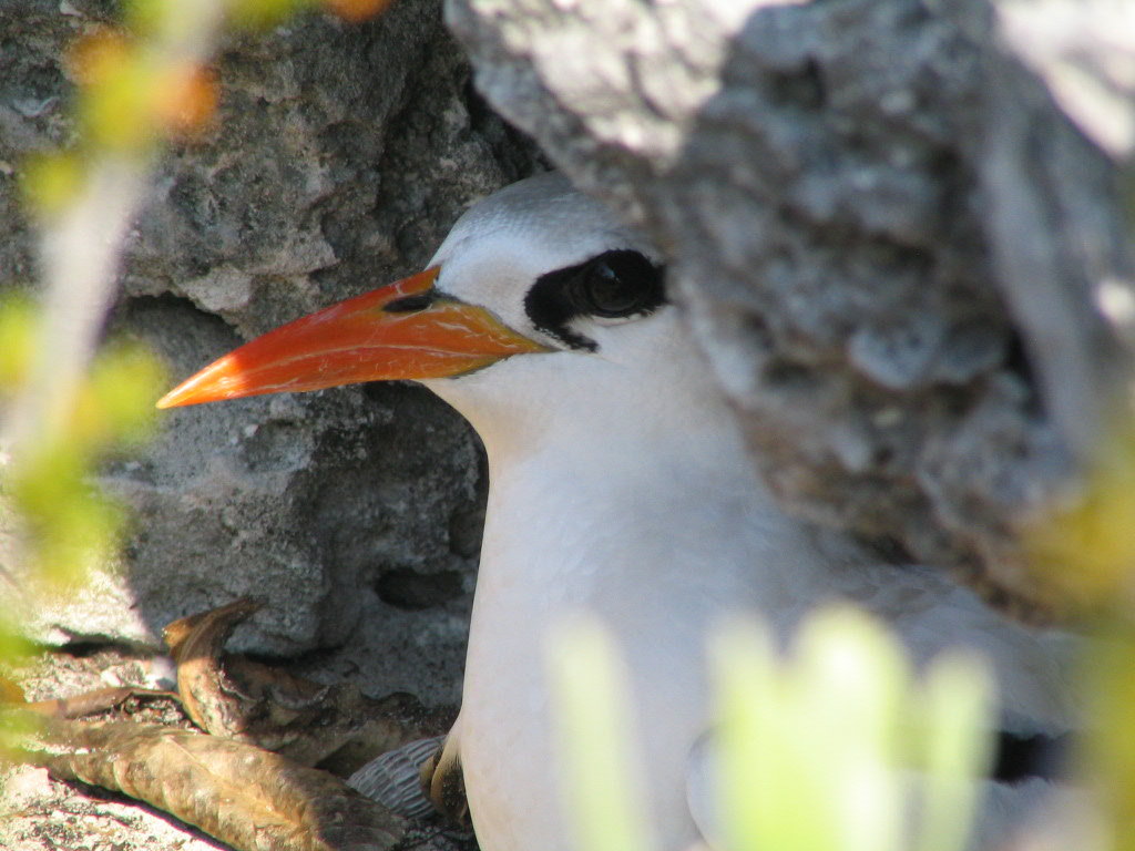 Red-billed Tropicbird