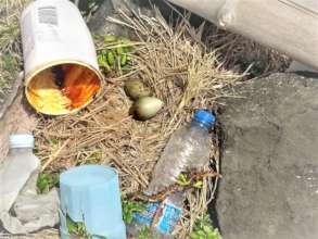 Plastic Nest