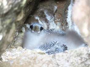 Tropicbird Chick