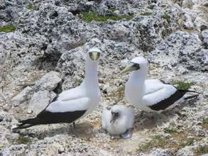 Masked Booby Parents with Chick