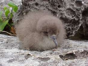 Shearwater chick