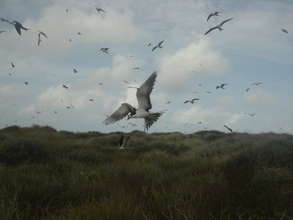 Sooty Tern Nesting Colony