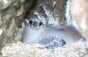 Protect Baby Seabirds in the Caribbean