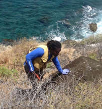 EPIC researcher Wayne Smart searching for nests.