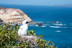Red-footed Booby chick at the nest (A. Fidler)