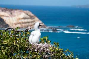 Red-footed Booby chick in nest on Battowia island