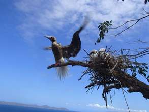 Red-footed Booby adult with chicks