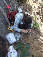 Researcher prepares a non-lethal rat bait station.