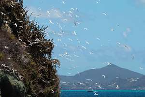 Terns at a Grenadines nest site. Photo: A. Fidler