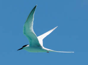 Roseate Tern in flight. (Andrew Fidler)