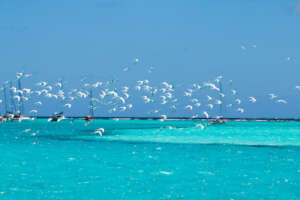 Roseate Terns near a nest site. (Andrew Fidler)