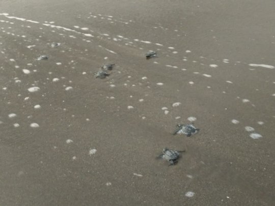 one of the 4171 hatchlings we released this year