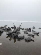 seaturtles on the way to the ocean