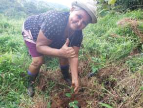 dona Lili planting trees
