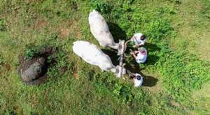 Ox cart at Santa Juana