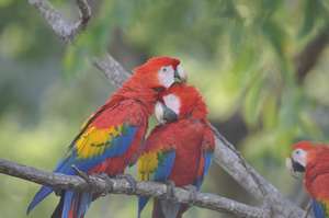 Scalet Macaws living on the wild