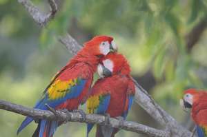 Scalet Macaws living on the wild