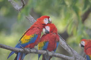 Scalett Macaws