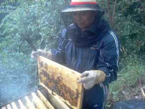 An Aj Tikonel Kab beekeeper opens up the hives