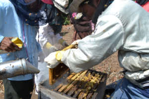 Genaro training beekeepers in Panimaquip