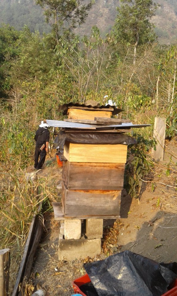 The current apiary size, before the expansion