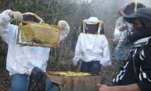 Las Diez Rosas checking on their hives