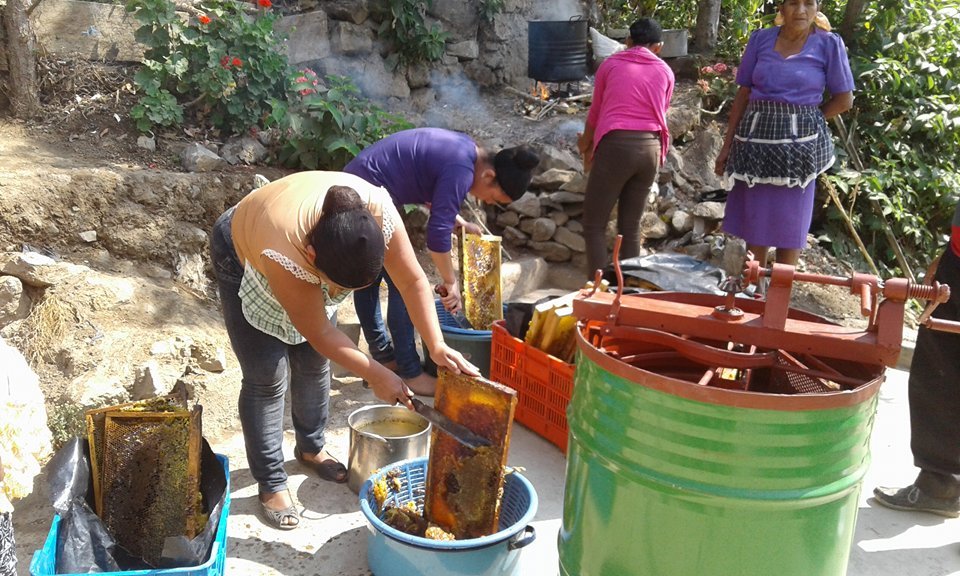 Las Diez Rosas collecting and processing honey