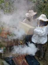The beekeepers begin their harvest!
