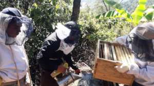 Genaro checks the hives as group members look on