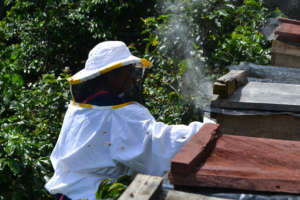 Beekeepers in Huehuetenango checking their hives