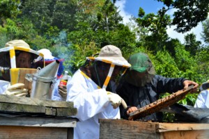 Hands on work checking the health of the hives