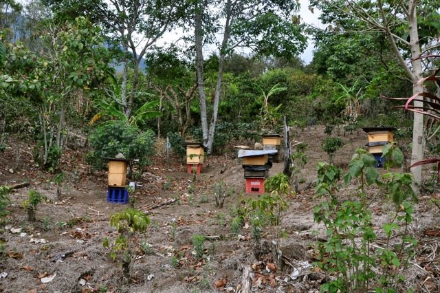 New bee hive boxes standing proudly in Panimaquip