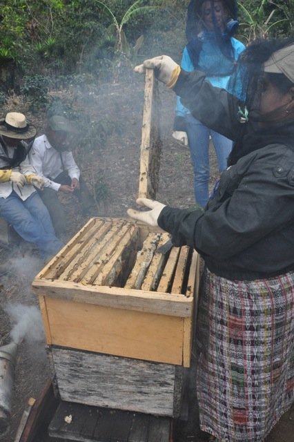 Beekeepers working hard to retrieve honey