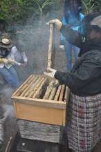 Beekeepers working hard to retrieve honey