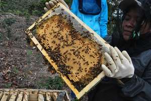 Our beekeepers collecting sweet honey!