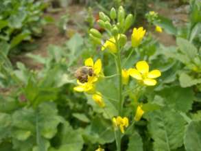 A bee hard at work in the group's main apiary