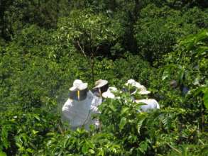 Las Diez Rosas in the apiaries