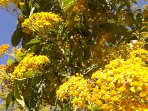 Beautiful winter blooms at the apiary