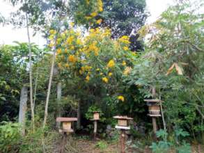 The native stingless bee apiary amid winter blooms
