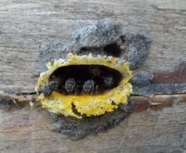 Bees hard at work in one of the group's apiaries