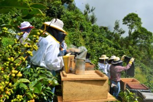 Fearless new beekeepers investigate the hives!