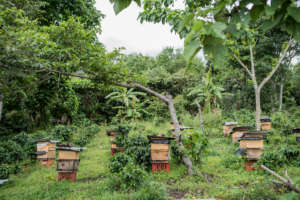 The apiaries require upkeep during rainy season
