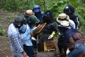 The Totolya group crowds around a hive