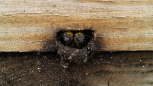 Melipona bees