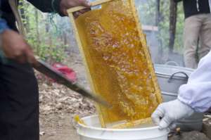 Cutting open frames to release their honey
